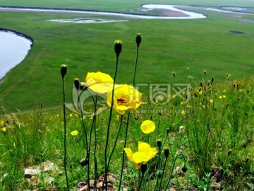 草原野花牧场