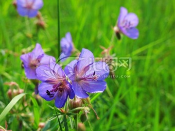 草原上盛开的紫色花