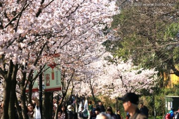 南京鸡鸣寺路樱花