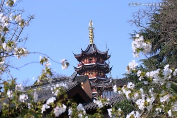 南京鸡鸣寺樱花