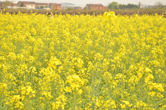 油菜花高清图