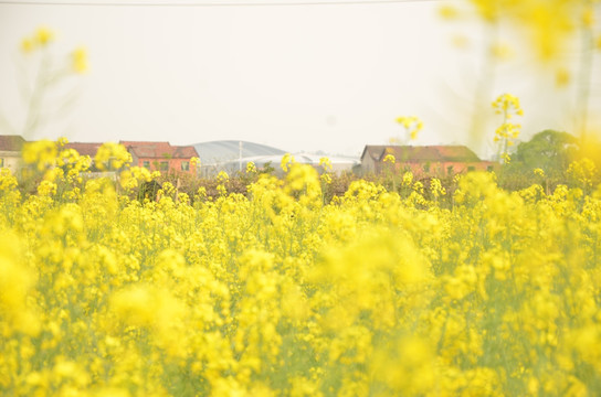 油菜花高清图