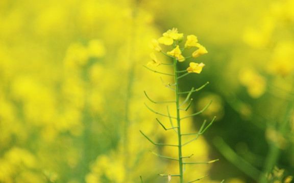 油菜花高清图