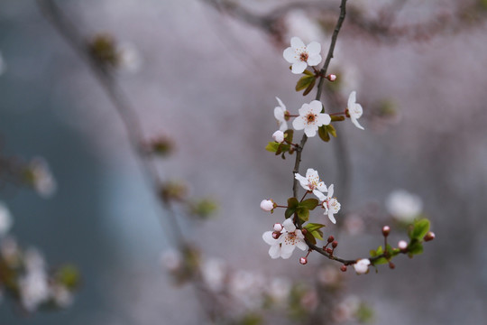 红叶李