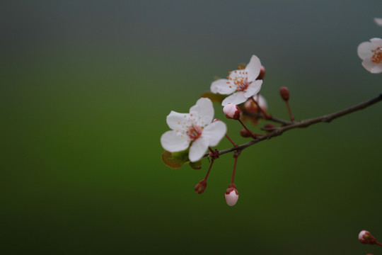 红叶李