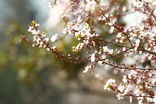 红叶李