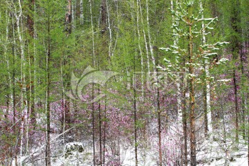 杜鹃树林春雪