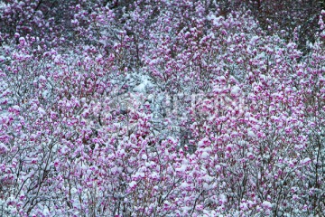 落雪后的杜鹃花