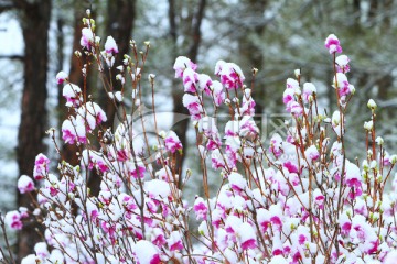 杜鹃花之春雪