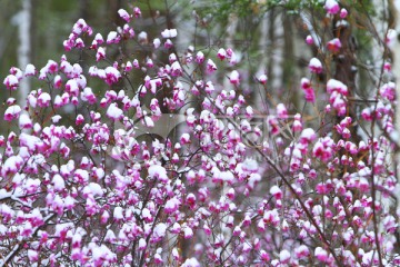 杜鹃花之春雪