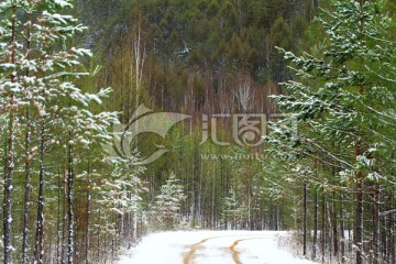 森林之路春雪风光