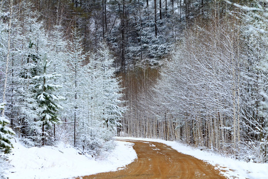 秋林雪路