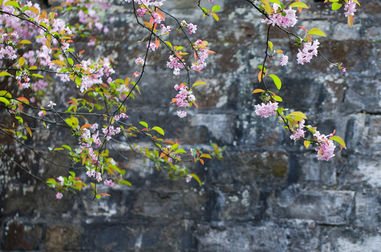 古城墙上的垂丝海棠