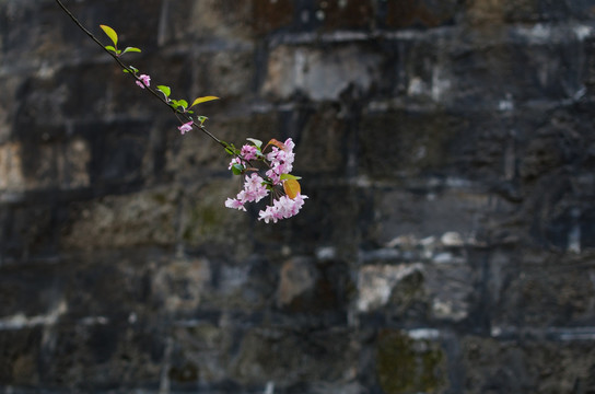 古城墙上的垂丝海棠