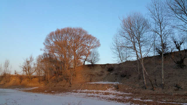 冬天河边的杨树