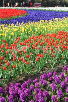 郁金香花海