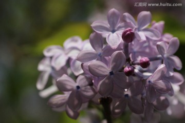 丁香花