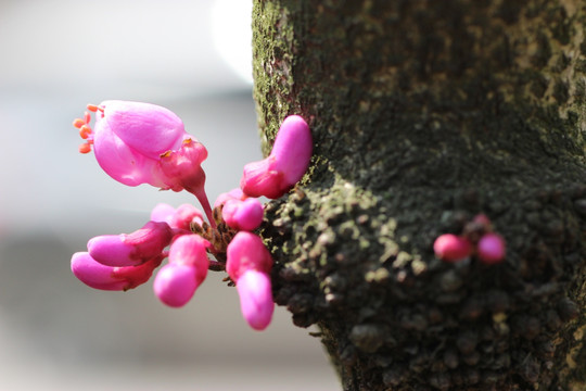 紫荆花