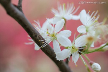 梨花