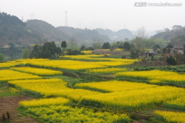 油菜花地