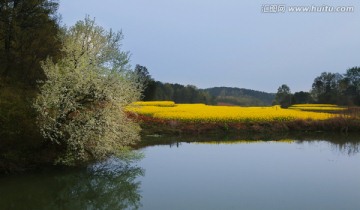 油菜花 春天