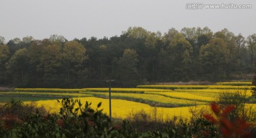 油菜花 春天