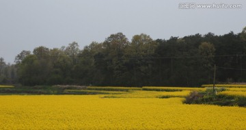 油菜花 春天