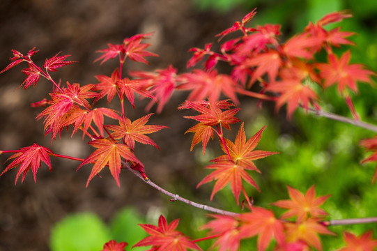 红枫