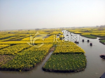 兴化油菜花