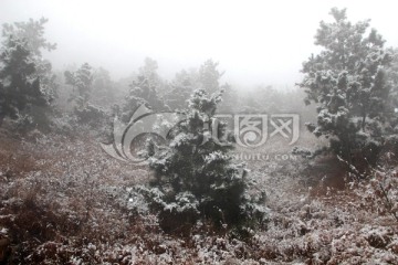 雪 下雪 雪景 冬季 冬天