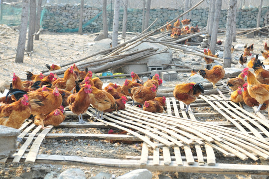 散养鸡 养殖业 鸡群
