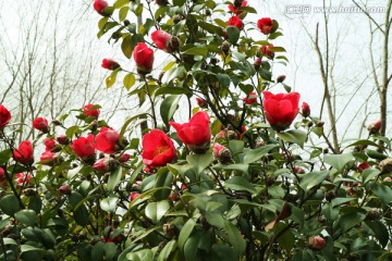 红茶花 茶花