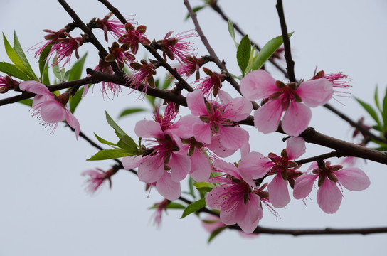 桃花 桃花花枝