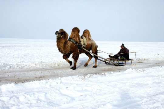 雪地里奔跑的骆驼雪橇