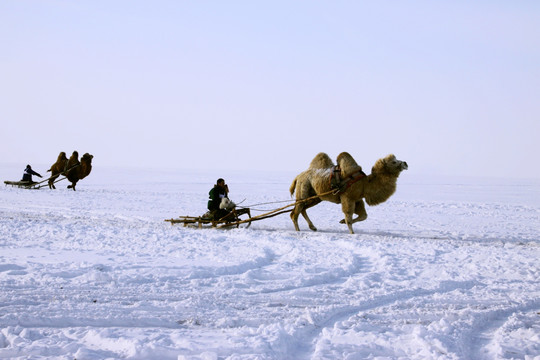 冬季风雪中骆驼雪橇比赛