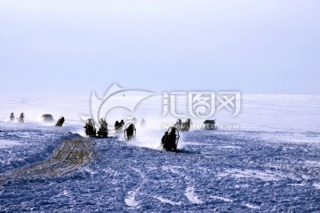 冬季马拉雪橇比赛