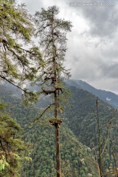 高黎贡山红豆杉