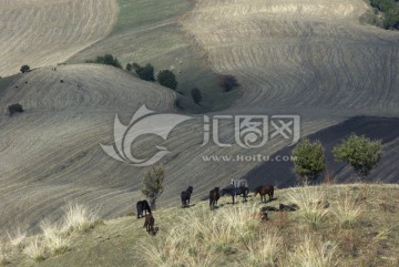 天山山坡上的旱田和马群
