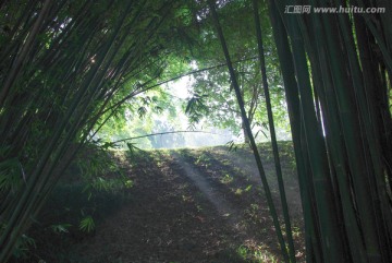 阳光透过武夷山竹林