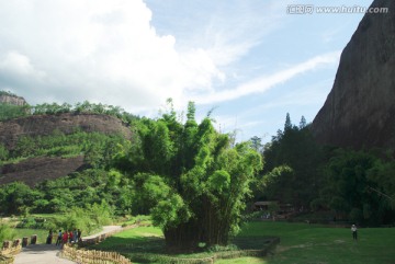 武夷山大红袍产地