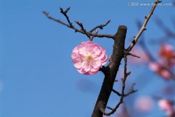 櫻花