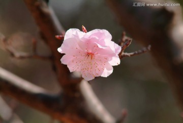 樱花花朵