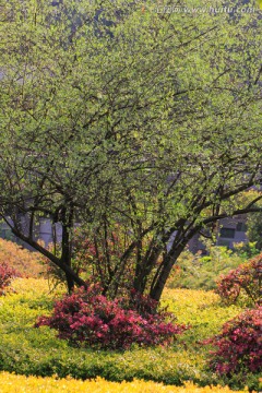 阳光鲜花园林