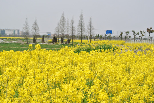 油菜花