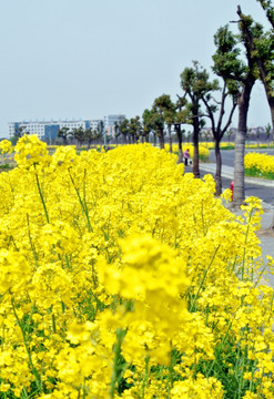 油菜花