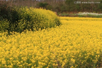 油菜花 金黄色