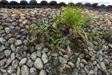 石墙、小草