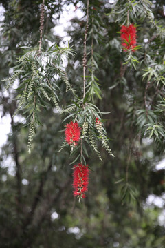 红千层花