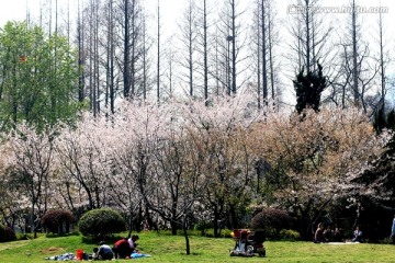 玄武湖樱花