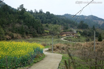 油菜花